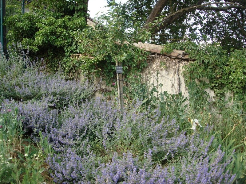 visite "Jardin médévial" du Prieuré St Thibault le 5/6/10 Dsc00382