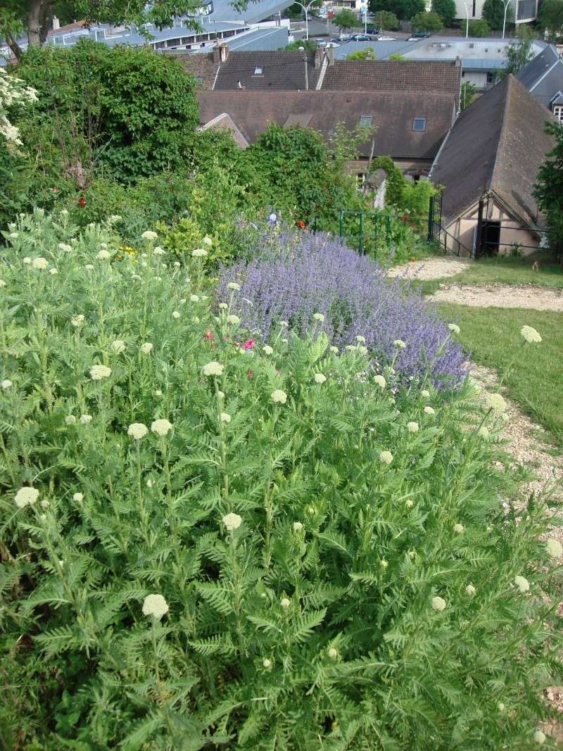 visite "Jardin médévial" du Prieuré St Thibault le 5/6/10 Dsc00385
