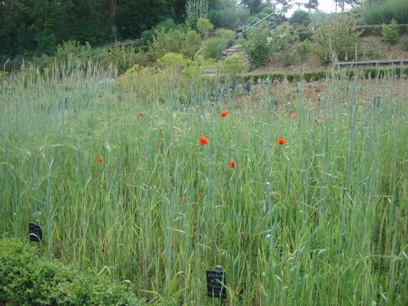 visite "Jardin médévial" du Prieuré St Thibault le 5/6/10 Dsc00555