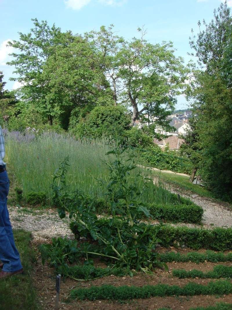 visite "Jardin médévial" du Prieuré St Thibault le 5/6/10 Dsc00559