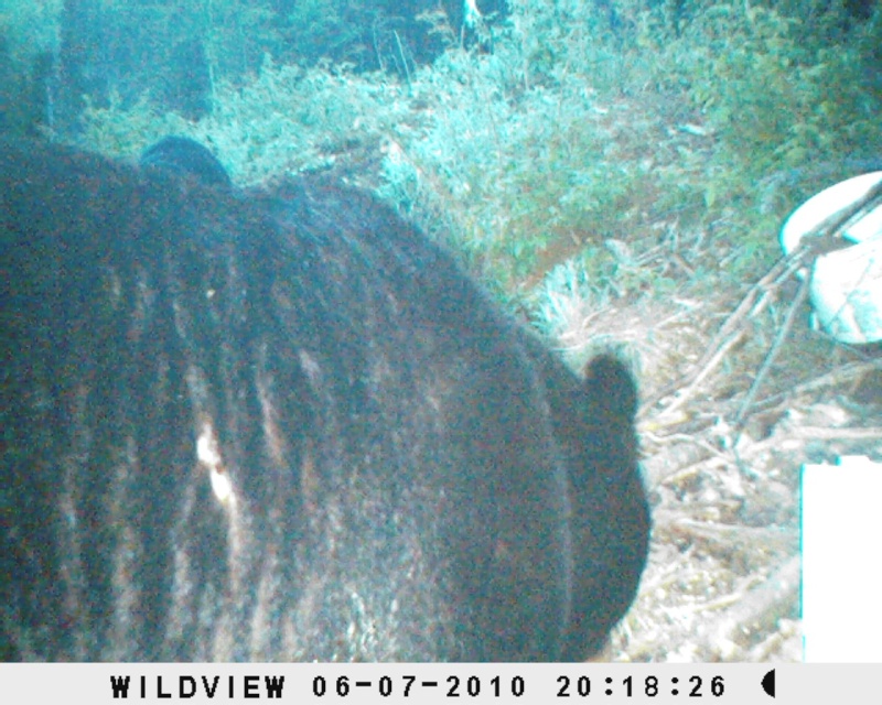 Mes ours de cette année - Page 3 Sunp0010