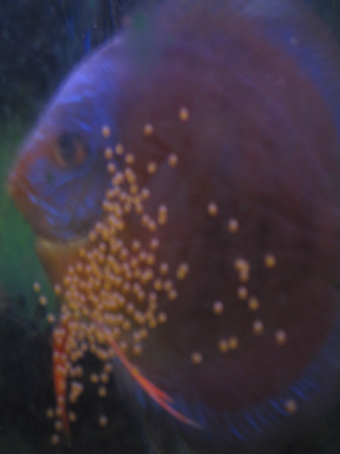 surprise de mes discus Img_0033