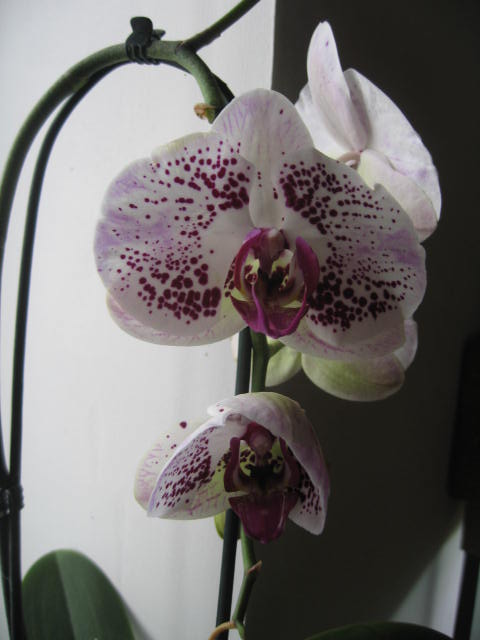 mes orchidées Img_0234