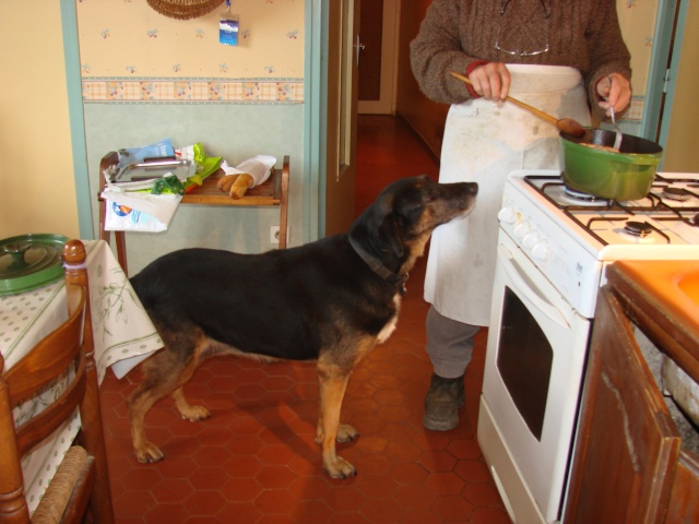 Et les chiens des amazones, ils méritent aussi un petit post - Page 7 Dsc03515