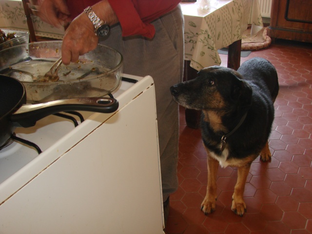 Et les chiens des amazones, ils méritent aussi un petit post - Page 7 Dsc03518