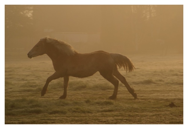 Brume et soleil matinal: paysage+chevaux Brume_19