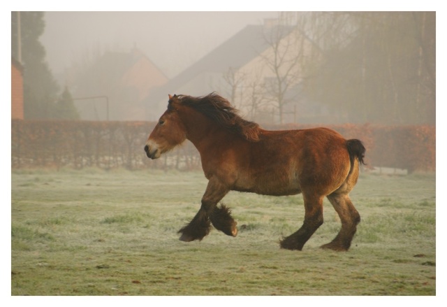 Brume et soleil matinal: paysage+chevaux Brume_25