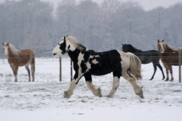 (un des) plus beau Gypsy à mes yeux sous la neige+soleil Chevau75