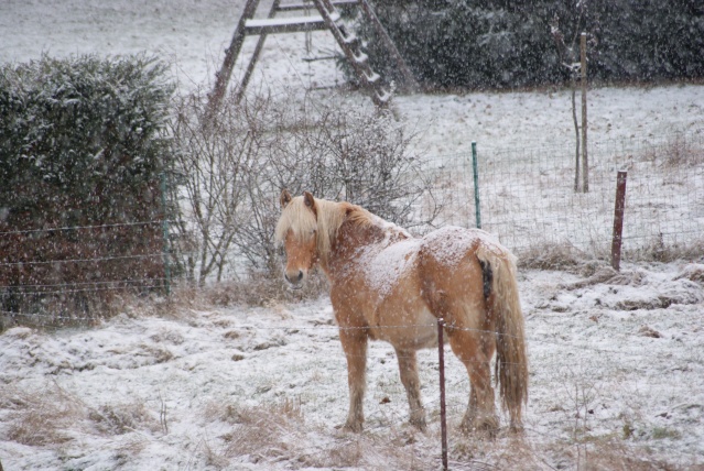 Tempète de neige: chevaux et paysage Dsc00411