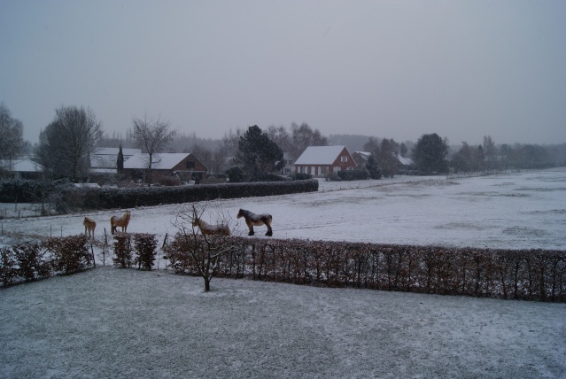 Tempète de neige: chevaux et paysage Dsc00416