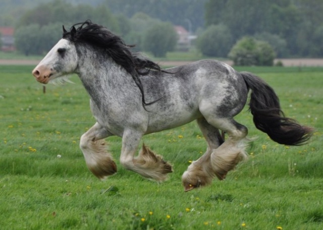 10 - 6 IC... White Face, 1er bb 2010 au gypsyranch Djoyce x Dunbrody Dun10