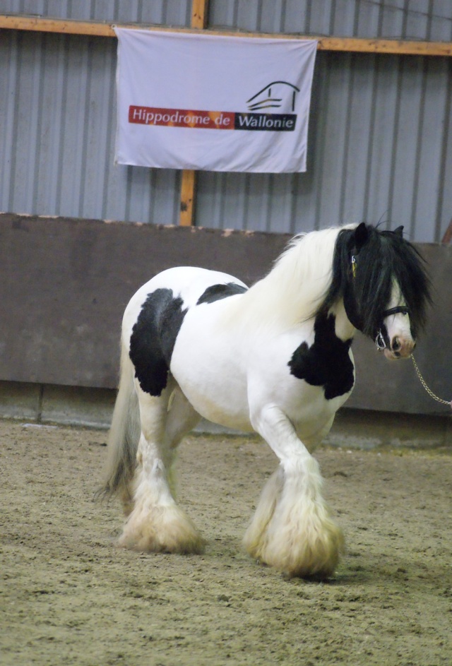 Admission d'étalon irish cob à Ghlin 2011 Ghlin_89