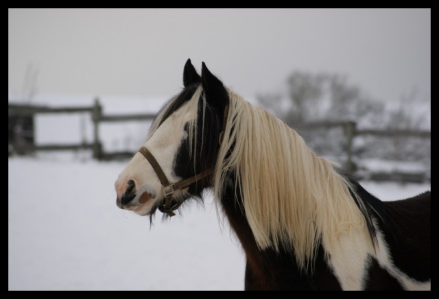 Gypsy ranch sous la neige... WAW Photos12