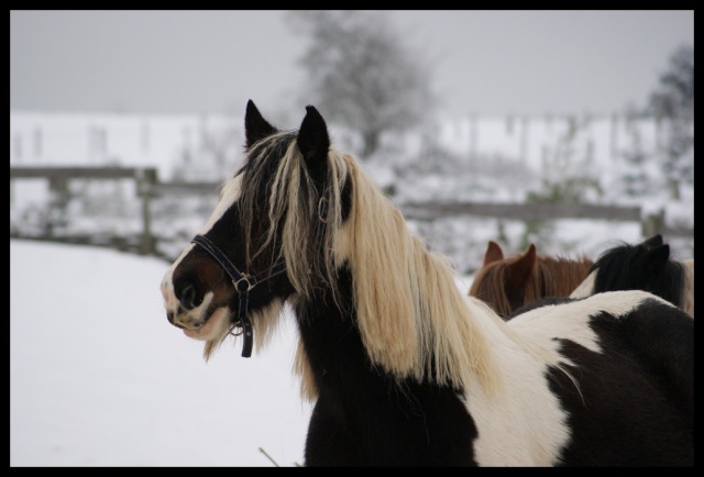 Gypsy ranch sous la neige... WAW Photos13