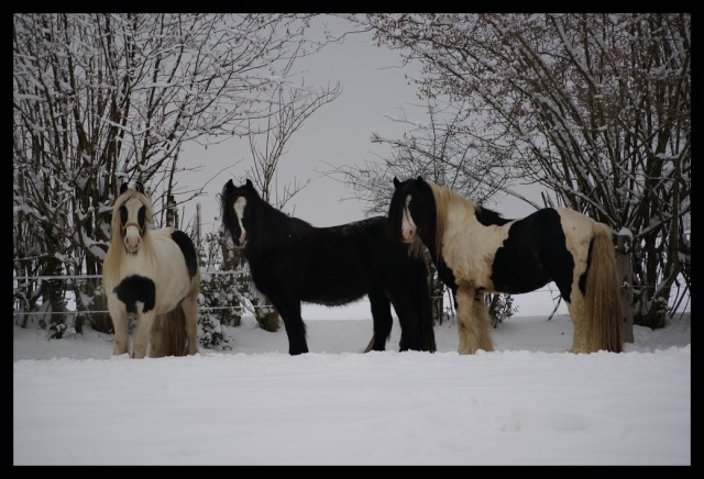 Gypsy ranch sous la neige... WAW Photos16
