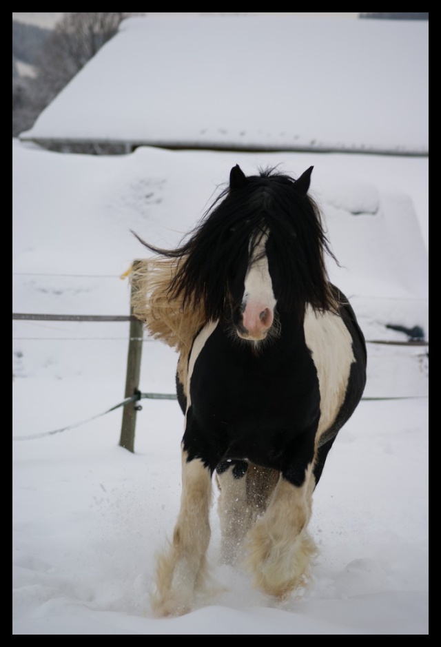 Gypsy ranch sous la neige... WAW Photos19