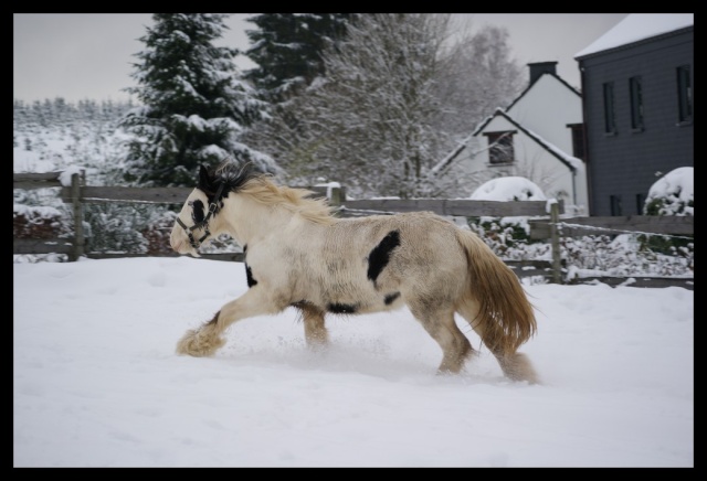 Gypsy ranch sous la neige... WAW Photos22