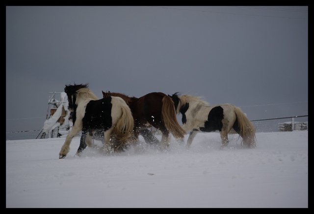 Gypsy ranch sous la neige... WAW Photos28