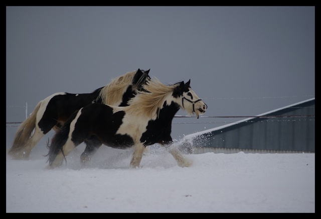 Gypsy ranch sous la neige... WAW Photos29