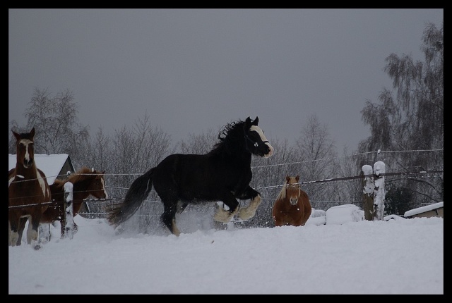 Gypsy ranch sous la neige... WAW Photos30