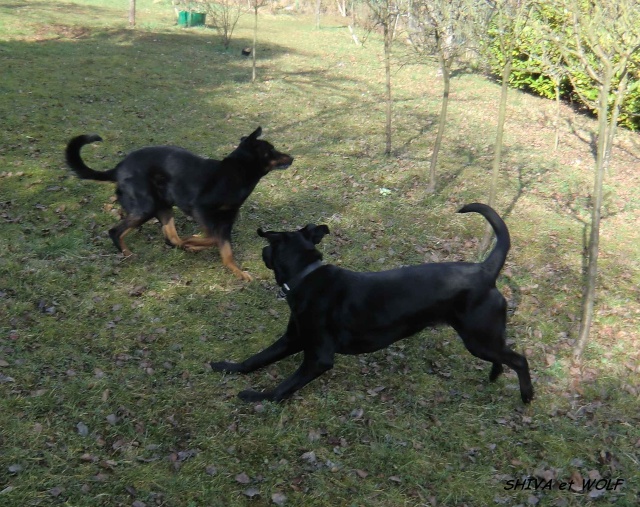 Shiva, croisée Terre neuve dobermann, 2 ans - refuge SLPA d'Amance Acimg023