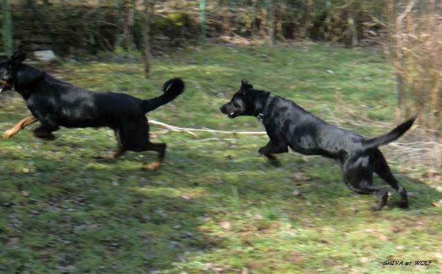 Shiva, croisée Terre neuve dobermann, 2 ans - refuge SLPA d'Amance Acimg025