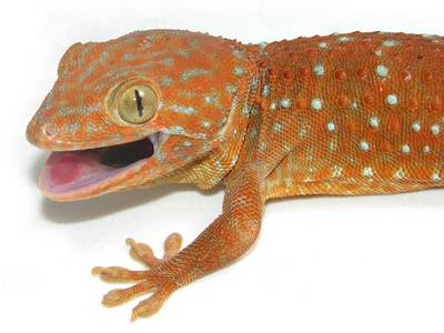 le gecko tokay Super-10.