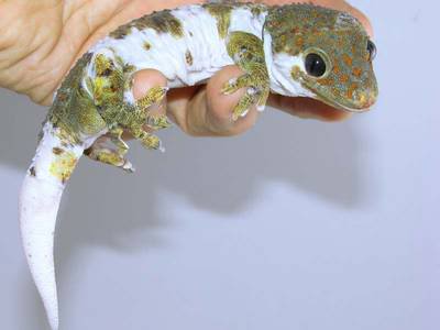 le gecko tokay Vrai_c10