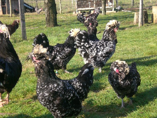 présentation de l'élevage poulesdumonde Cimg6511