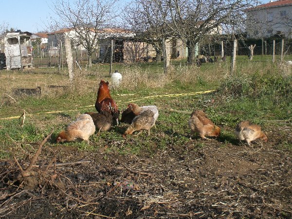 Les grandes races de l'élevage de poulesdumonde Cimg6641