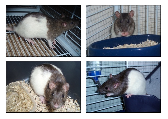 [83-84-13 + covoit] Ratte hooded agouti de 5 mois Rfef10
