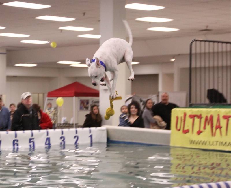 Macomb Adoption & Pet Expo, Roseville, MI (1/16 - 1/18) - Page 2 Img_7512