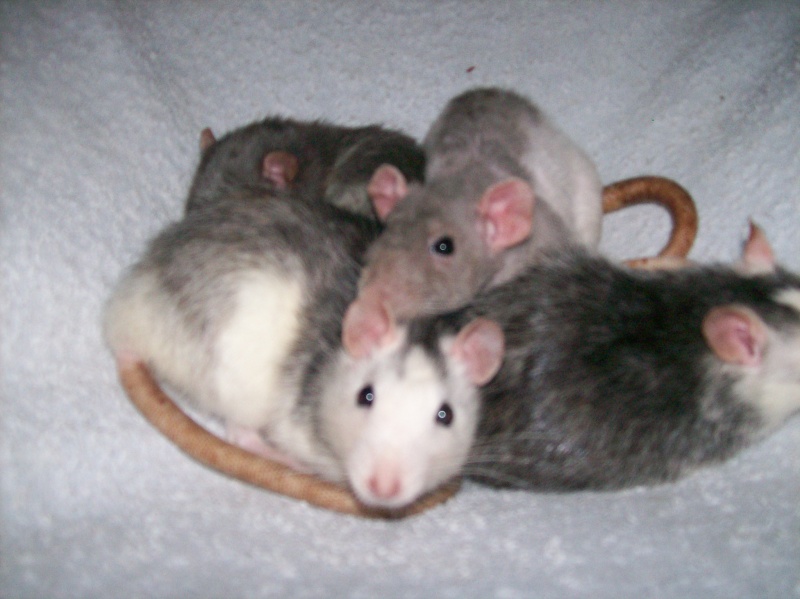 Les rats et rates de mon projet rcuperation 100_1110