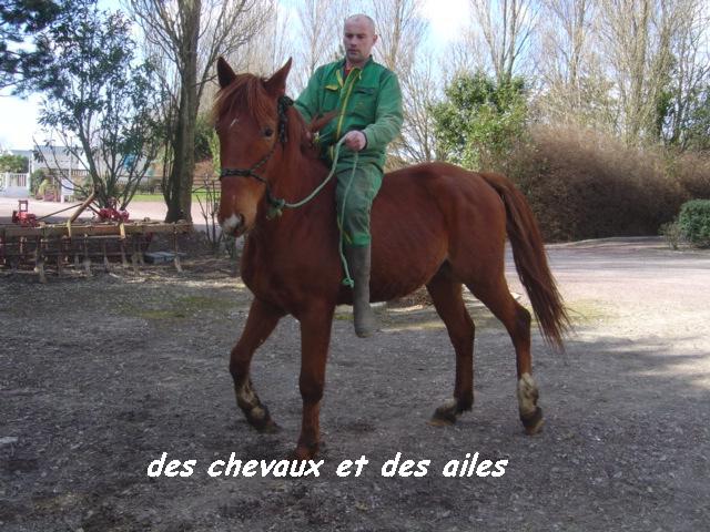 Cherche cheval de loisirs 425