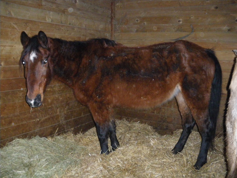 COSETTE,ONC, sauvé par mao (Janvier 2009) Partie au paradis des chevaux ** Imgp0314