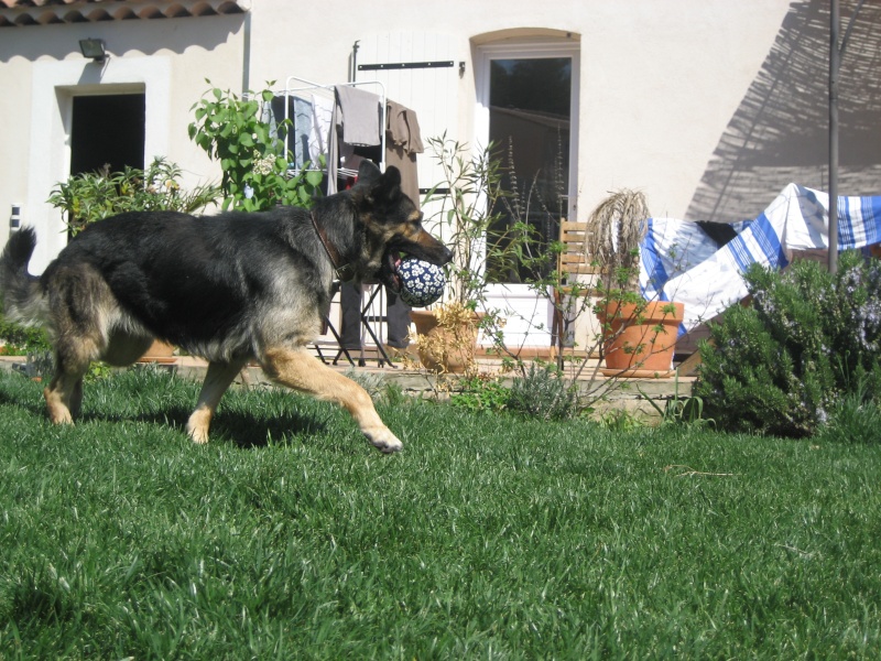 Joy, berger allemand femelle de 3 ans adoptée Jay_0011