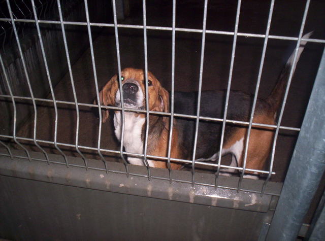 URGENT - Beagle mâle / euthanasie prévue (11) Photo014