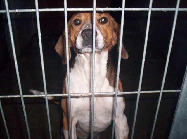URGENT - Beagle mâle / euthanasie prévue (11) Photo015