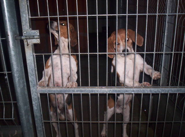 URGENT - Beagle mâle / euthanasie prévue (11) Photo016