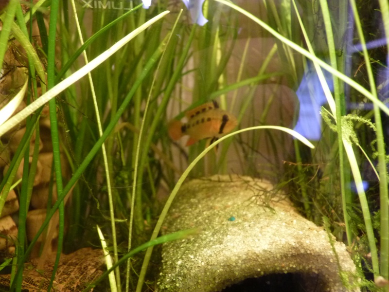 Apistogramma sp.Pebas P1000222