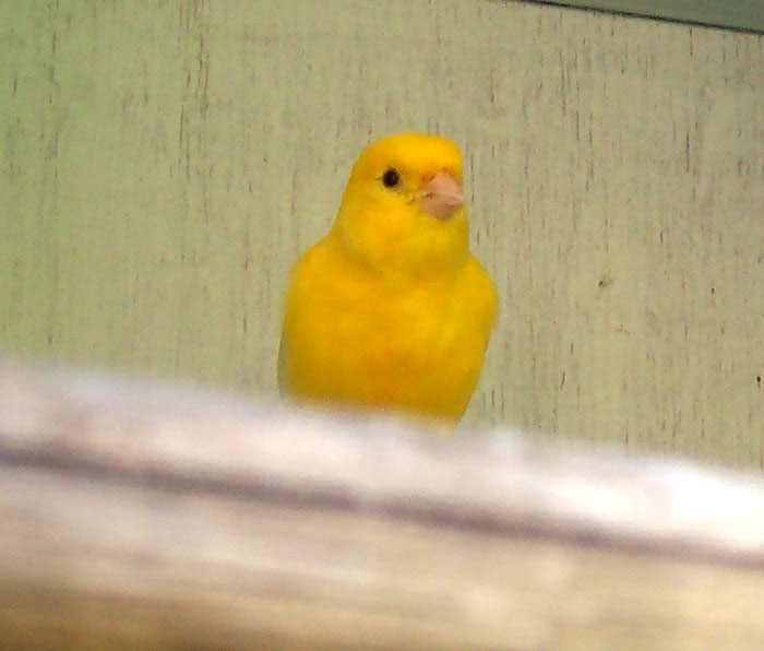 Kanarienvögel Teil 3 Canary12