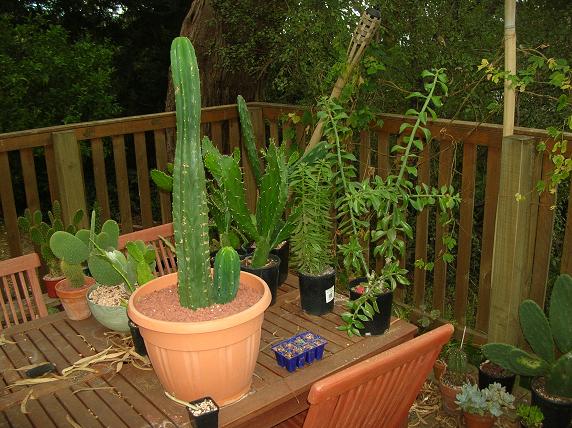 Moving house with cacti... a mini-blog Biggun10