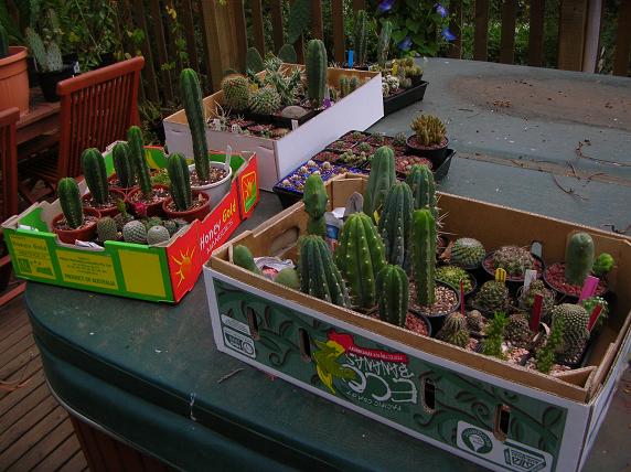 Moving house with cacti... a mini-blog Boxedu10
