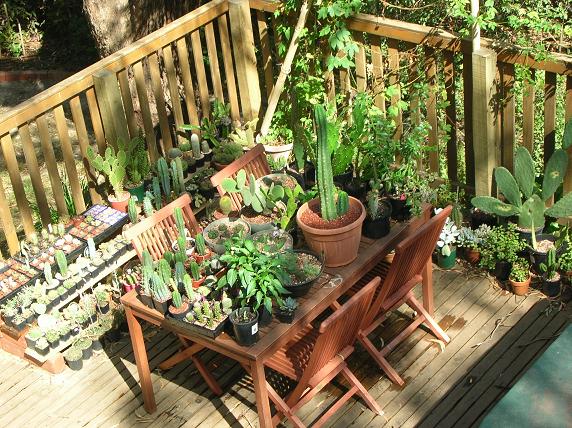 Moving house with cacti... a mini-blog Cactit10