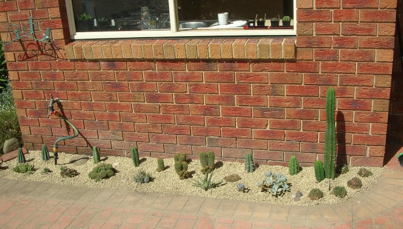 Moving house with cacti... a mini-blog Garden11