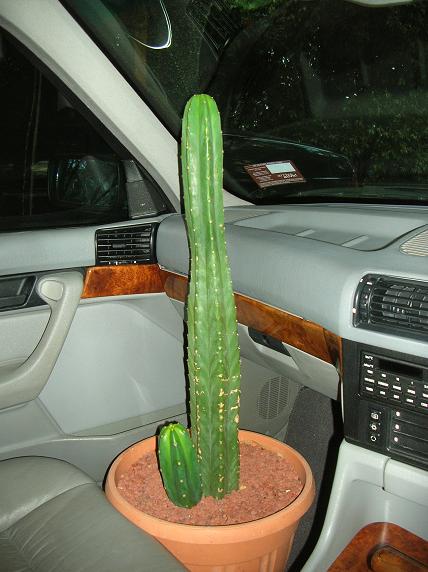 Moving house with cacti... a mini-blog Passen10