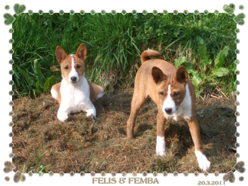 Mon futur Basenji - Page 2 20_3_212