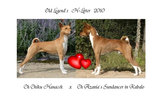 Mon futur Basenji Casia_10