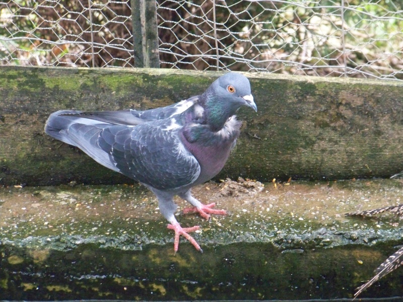 Sauvetage d'un pigeon en novembre 119_7227