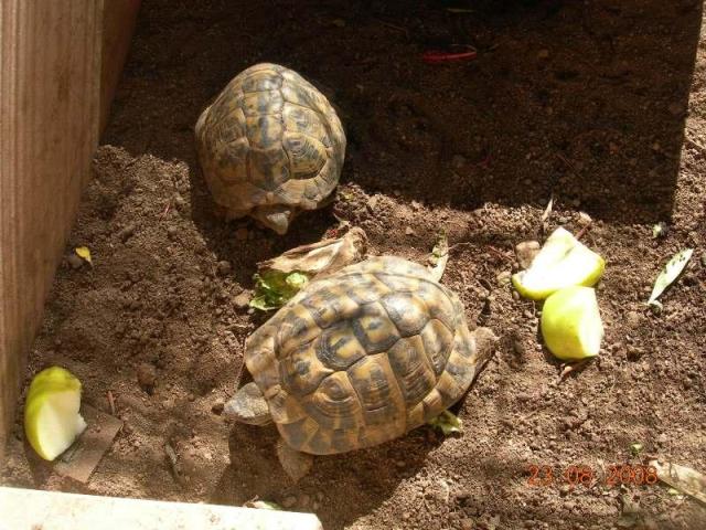 Tortues corses prélevées !!! Dscn6511